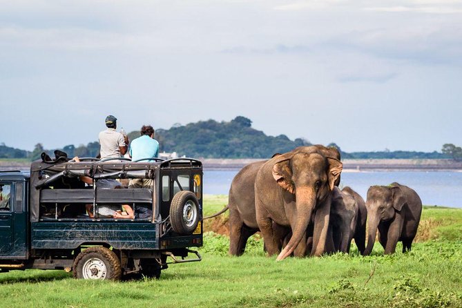Go on an elephant safari
